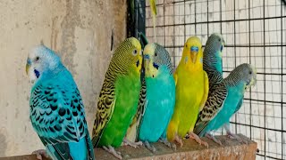 11 hr If your budgies don’t chirp, playing this video will help lonely parakeet bird start to chirp by Beel Pet Budgie Sounds  1,763 views 2 days ago 11 hours, 6 minutes