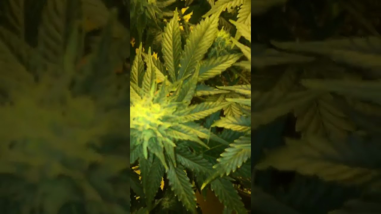 Bounce footage: Laughing Buddha by Barneys Farm (6 weeks or so into flower)