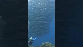 Diving into a huge school of barracuda in Maratua Channel