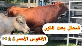 بشحال بعت ثور المزرعة الأنغوس  الأحمر لشريت من جاري الأمريكي و  البرنغوس الصغير💰💰💵في أكبر سوق😱 