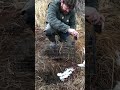 Release of first live trapped mink