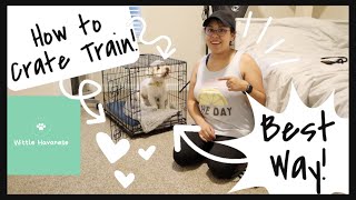 How To Crate Train A Puppy or Adult Dog | Wittle Havanese