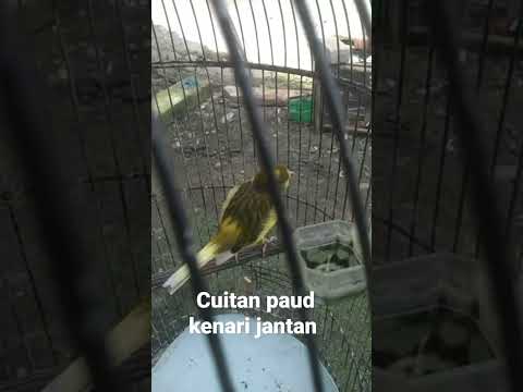 cuitan paud kenari