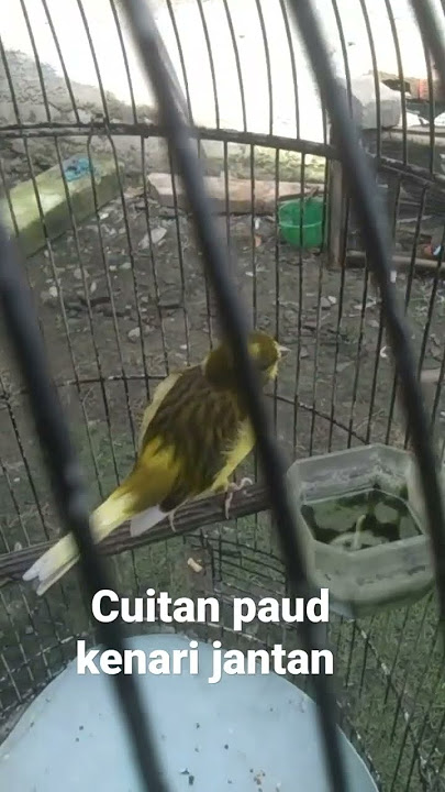 cuitan paud kenari jantan usia 1 bulan