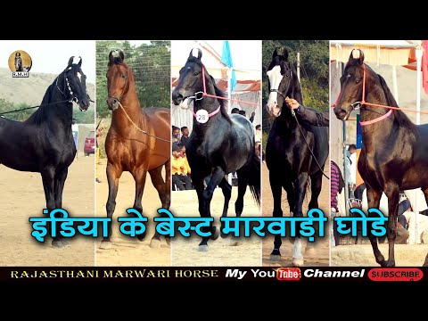 Marwari horse of