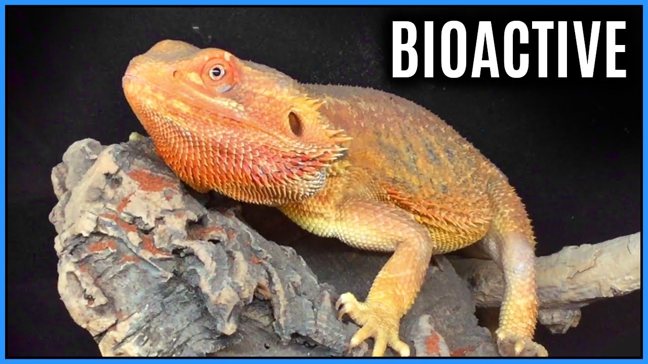 BEARDED DRAGON BIOACTIVE SETUP Changing Things For The Better YouTube