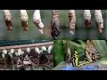 Take a walk among exotic butterflies in Prague