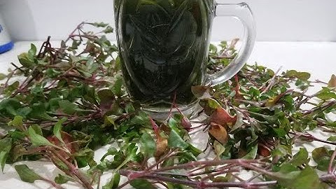 UỐNG LY NƯỚC RAU CẢI XOONG NHẬT GIÚP THANH LỌC CƠ THỂ, GIẢI ĐỘC GAN HẾT UỂ OẢI MỆT MỎI NGAY .