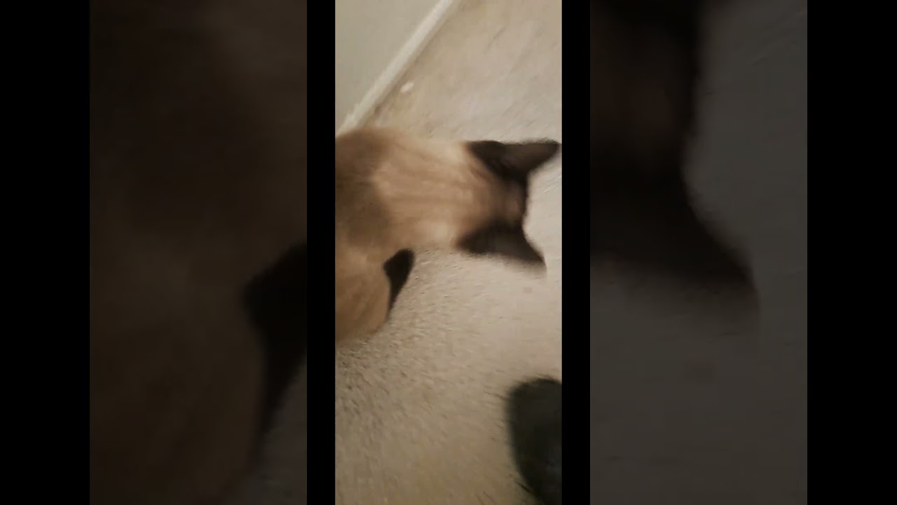 Compilation August 3rd 