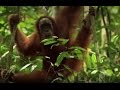 Rocky the orangutan released back into the wild  the orangutan project