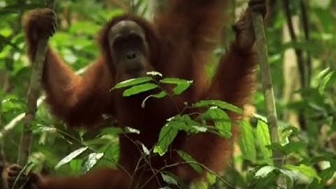 Rocky the orangutan released back into the wild | The Orangutan Project