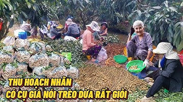 Thu Hoạch Nhãn Miền Tây - Độc Lạ Cụ Già 72 t Nói Leo Dừa Rất Giỏi#chuyệnđóđây 