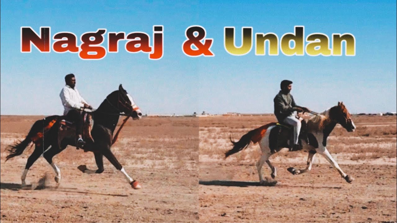 उड़ान और नागराज की टक्कर || Big horses rewal chal race in white rann show 2023