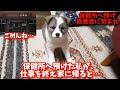 【感動】保健所からのお出迎え!?家族になる喜びと絆