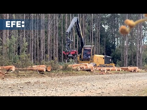 Tasmania, en el sutil equilibrio entre la conservación y la tala forestal sostenible