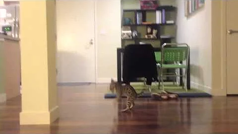 Watch the video about 12 week old F2 Savannah Fox playing with toy