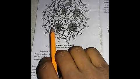 Volvox life cycle , complete  notes on volvox