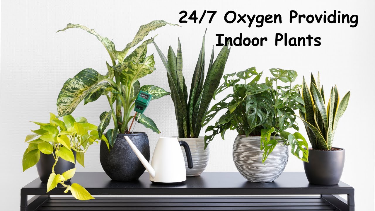 Top 18 Indoor Plants That Produce Oxygen 24 Hours Oxygen Giving