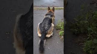 #germanshepherd #німецькавівчарка #засада