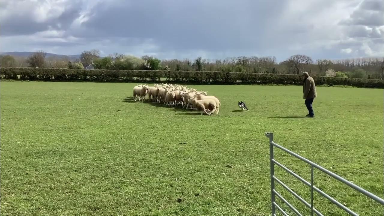 Lot 137 Bob10.5.23 Farmers Mart Dolgellau Online Sheepdog Auction