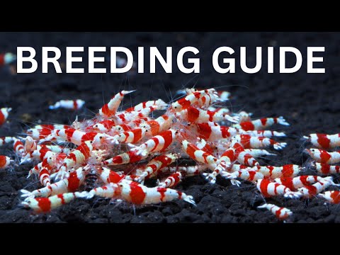 Video: Red Crystal Shrimp - сүрөттөмө, мазмун өзгөчөлүктөрү жана кызыктуу фактылар