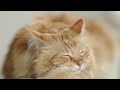 DYSON V12 ORIGIN video