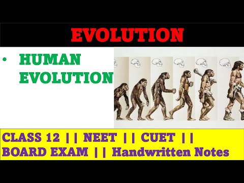 write an essay on human evolution class 12