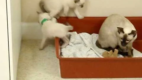 Watch the video about Kitten hide and seek game- siamese kittens playing- cat babies- adorable kitten video