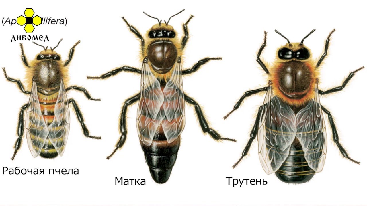 Основы пчеловодства для новичков