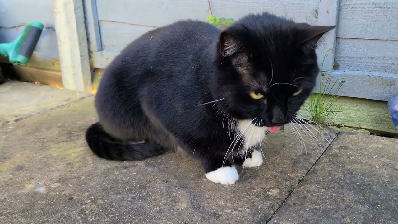 Cat Eats Too Much Grass And The Result YouTube Cat Eats Too Much Grass And The Result YouTube