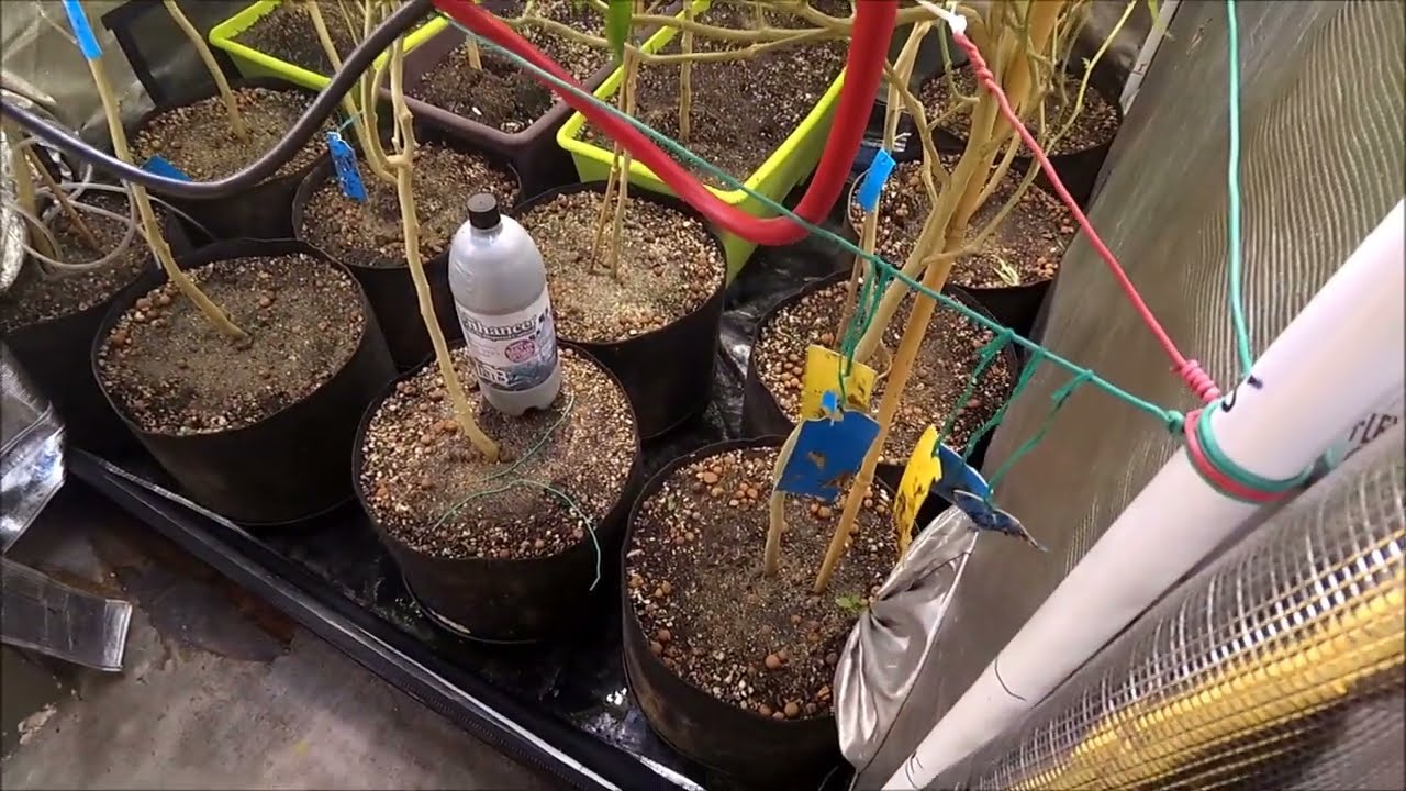 2ND 6"NYLON NET TRELLIS SECURED MIDDLE SUPPORT IN 5X5X8 GORILLA BLOOM TENT SOUR D. ORGANIC MEDICINE