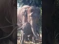 End #elephant  exploitation | Chitwan Elephant and Tourism Festival