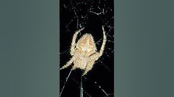 Spider making web design #spiderweb #spider #shorts