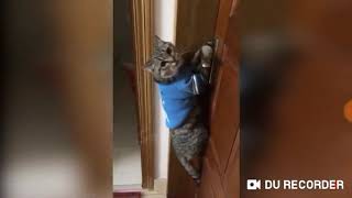 Кот говорит открой дверь