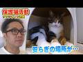 【お気に入りの場所】サンシャイン池崎さんが預かる保護猫らぶちゃんがケージの外に少しづつ慣れてきました(嗚呼!!みんなの動物園)