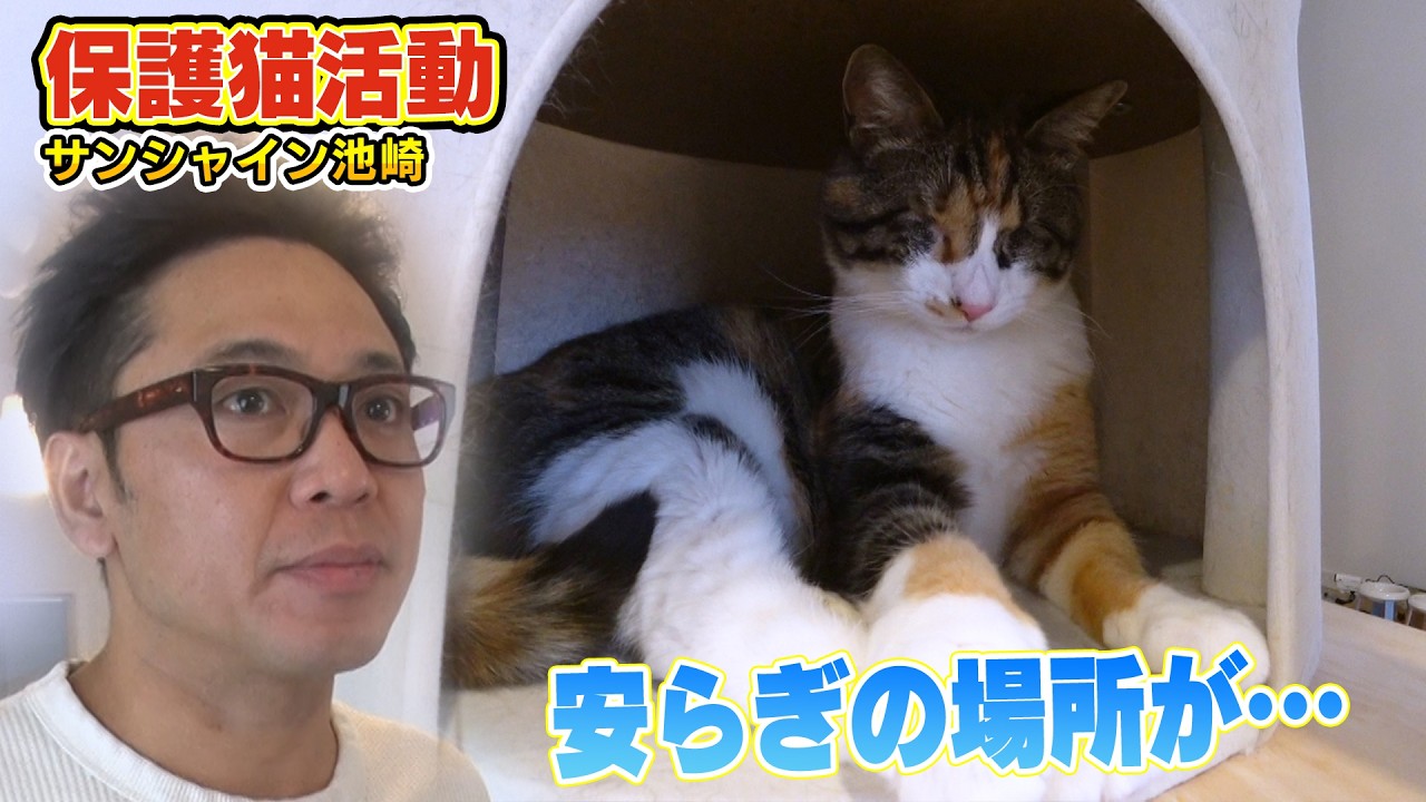 【お気に入りの場所】サンシャイン池崎さんが預かる保護猫らぶちゃんがケージの外に少しづつ慣れてきました(嗚呼!!みんなの動物園)