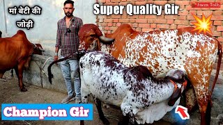 Ma Beti Ki Jodi Pure Bhavnagar Line Gir Cow For Sale 👍 Vill. Damnagar Dist. Amreli Gujarat Farm Talk