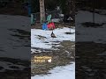 Thunder Chicken in the Yard