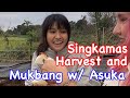 Singkamas Jicama Harvest with ate Asuka