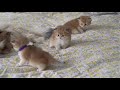 British Longhair: mother and babies の動画、YouTube動画。