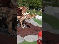 Coolestest Shots You’ll Ever See 🫠 #golf #minigolfing #minigolf