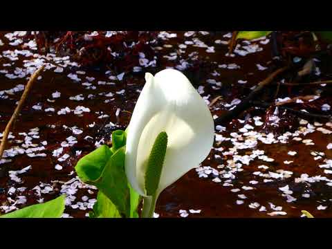 水芭蕉の花も咲いている Youtube