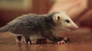 Baby Possum and the Crickets