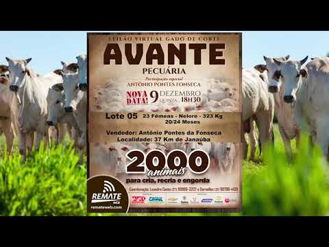 Lote 05 - Leilão Virtual Gado de Corte Avante Pecuária