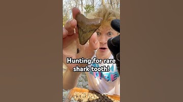I Found Hundreds of Dollars of Shark Teeth!