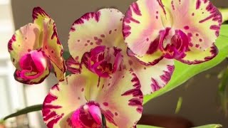 PORQUE PERDEMOS AS NOSSAS PHALAENOPSIS #orchid #orquideas #phalaenopsis