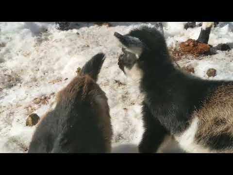 Baby Goats First Time Outside - Bonnie's New Babies Feb. 11th 2022 - Dolly and Dotti @ 1 day old