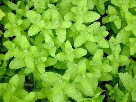 【衝撃】絶対に庭に植えてはいけない植物トップ５