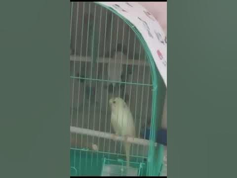 🕊это она чирик🕊#чикчирик - YouTube