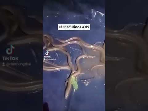 เลี้ยงปลาไหลในกระชัง เลี้ยงง่ายดูแลง่าย
